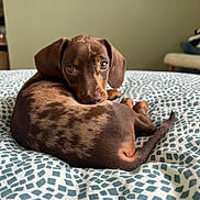 Arlo a rejoint le concours — aidez-le/la à gagner de superbes lots ! adorable, animal, bed, blanket, brown, cozy, curled_up, cute, dachshund, dog, ears, fur, indoor, looking_back, pattern, pet, puppy, resting, tail, young