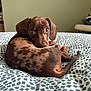 adorable, animal, bed, blanket, brown, cozy, curled_up, cute, dachshund, dog, ears, fur, indoor, looking_back, pattern, pet, puppy, resting, tail, young