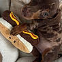 Arlo participe au concours pour gagner de l'argent avec cette photo : animal, brown, comfort, cozy, cute, dachshund, dog, ears, fur, hot_dog_toy, indoor, looking_up, paw, pet, pet_bed, plush, puppy, resting, small_dog, toy