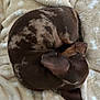 dog, dachshund, sleeping, curled_up, brown, spotted, fluffy_blanket, beige, paw_prints, bone_pattern, pet, animal, cozy, resting, indoor, cute, small_dog, fur, relaxed, snuggled