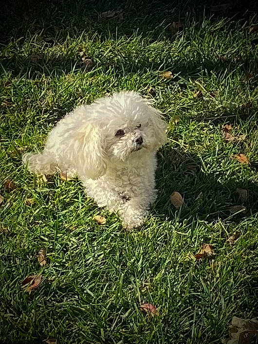 Hopi is registered to the contest to win money with this photo: canidae, carnivore, companion_dog, dog, dog_breed, fur, grass, labradoodle, non_sporting_group, plant, poodle, small_terrier, sporting_group, terrier, toy_dog, tree, water_dog, working_animal