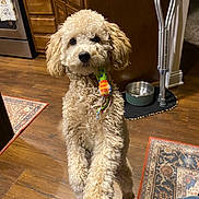 Cinnamon is registered to the contest to win money with this photo: dog, curly_fur, toy, indoor, kitchen, wooden_floor, pet_bowl, cabinet, curious, standing, brown, small_dog, floor_rug, crutch, domestic, animal, companion, playful, cute, pet