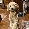 animal, brown, cabinet, companion, crutch, curious, curly_fur, cute, dog, domestic, floor_rug, indoor, kitchen, pet, pet_bowl, playful, small_dog, standing, toy, wooden_floor