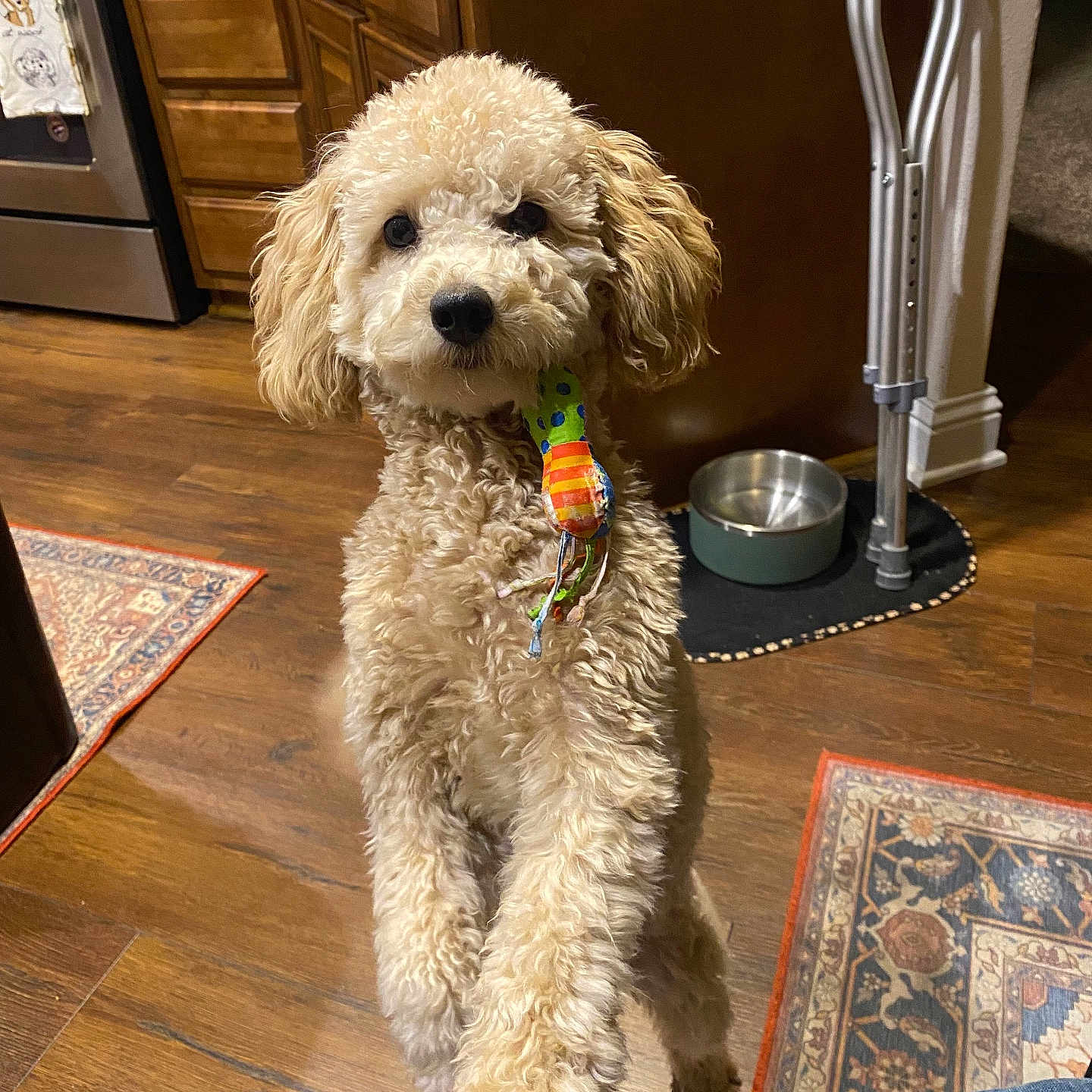 Cinnamon is registered to the contest to win money with this photo: dog, curly_fur, toy, indoor, kitchen, wooden_floor, pet_bowl, cabinet, curious, standing, brown, small_dog, floor_rug, crutch, domestic, animal, companion, playful, cute, pet