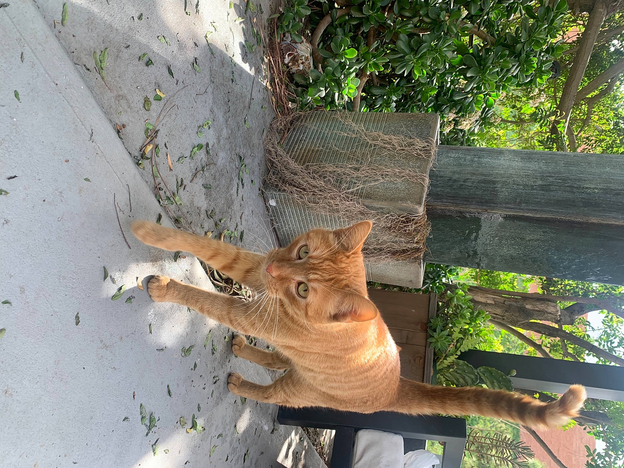 Pickle is registered to the contest to win money with this photo: carnivore, cat, domestic_short_haired_cat, fawn, felidae, fox, fur, grass, groundcover, human_leg, plant, small_to_medium_sized_cats, tail, terrestrial_animal, tree, trunk, twig, whiskers, wildlife, wood