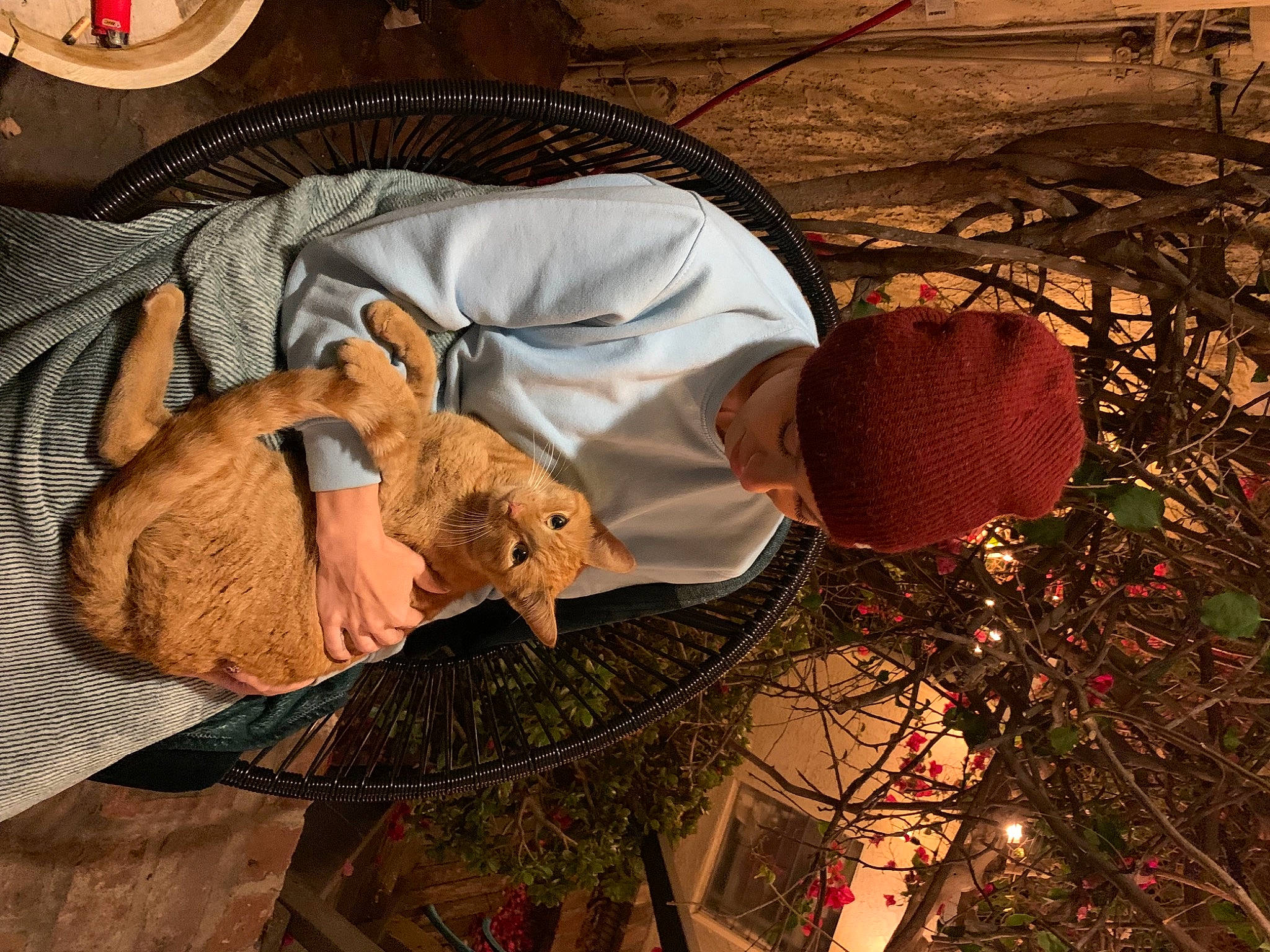 Pickle is registered to the contest to win money with this photo: fawn, fur, grass, hat, heat, linens, plant, plate, room, shadow, sitting, soil, sunglasses, tints_and_shades, tree, twig, wood