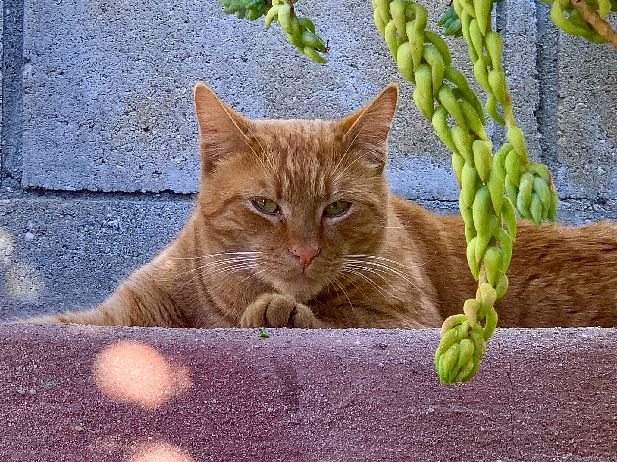 Pickle is registered to the contest to win money with this photo: carnivore, cat, domestic_short_haired_cat, fawn, felidae, fur, grass, plant, road_surface, sitting, small_to_medium_sized_cats, snout, tail, terrestrial_animal, tree, trunk, whiskers, wildlife, window, wood