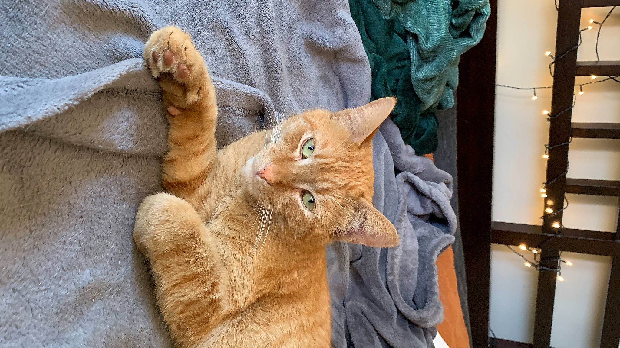 Pickle is registered to the contest to win money with this photo: carnivore, cat, claw, comfort, domestic_short_haired_cat, ear, fawn, felidae, fur, linens, paw, small_to_medium_sized_cats, snout, tail, whiskers, wildlife, wood