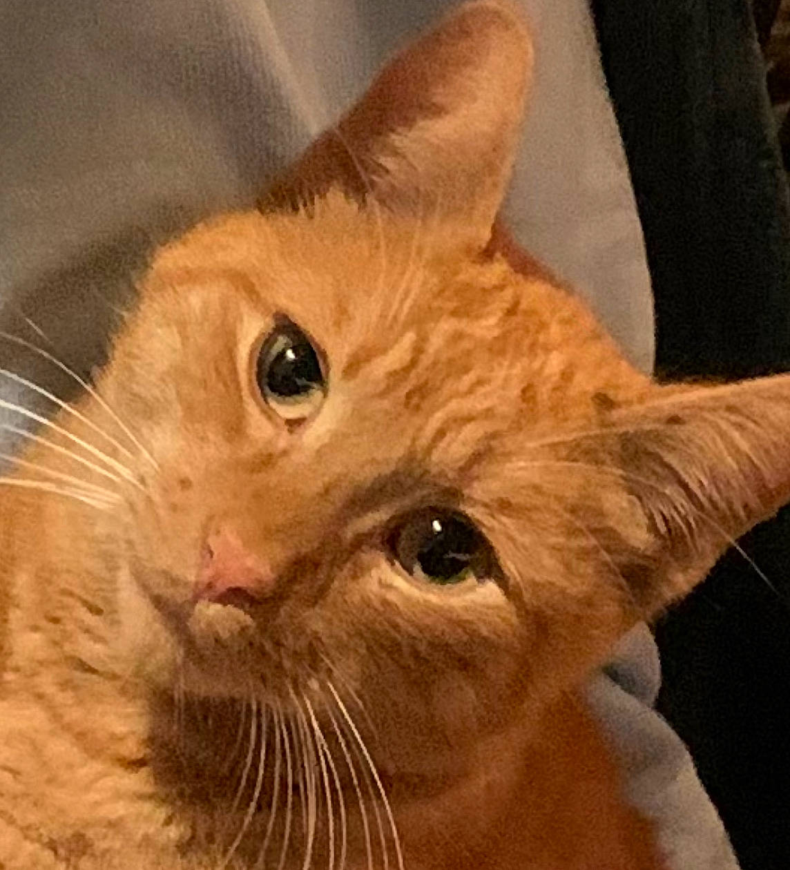 Pickle is registered to the contest to win money with this photo: carnivore, cat, close_up, domestic_short_haired_cat, ear, fawn, felidae, fur, iris, small_to_medium_sized_cats, snout, terrestrial_animal, whiskers