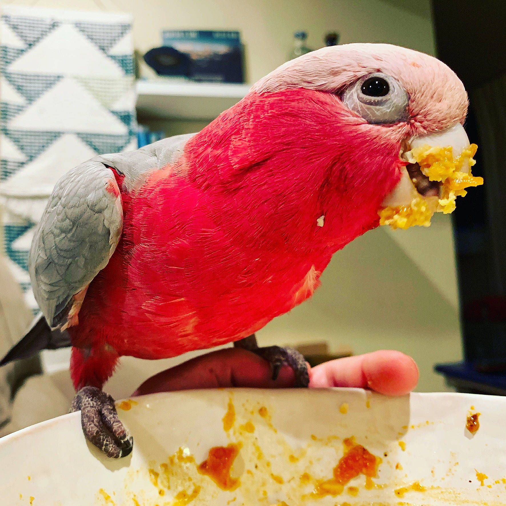Billy joined the competition — help win amazing prizes! beak, bird, bird_supply, cage, claw, comfort_food, feather, food, ingredient, macaw, nail, natural_material, organism, parakeet, parrot, pet_supply, recipe, red, wing, yellow