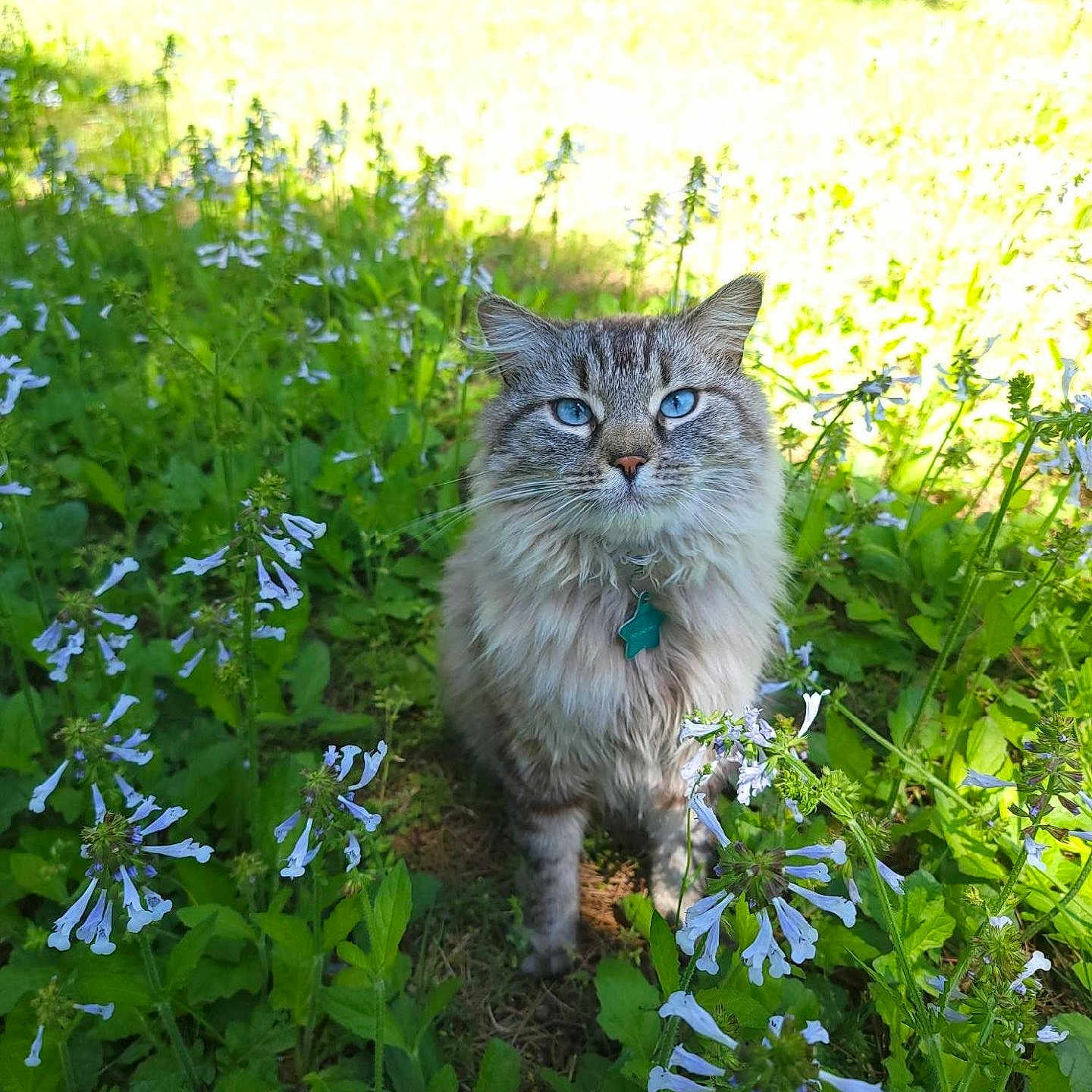 Tiger joined the competition — help win amazing prizes! cat, blue_eyes, fluffy_fur, flower, greenery, outdoor, nature, sunlight, grass, plant, pet, animal, field, daylight, closeup, portrait, mammal, whiskers, collar, garden