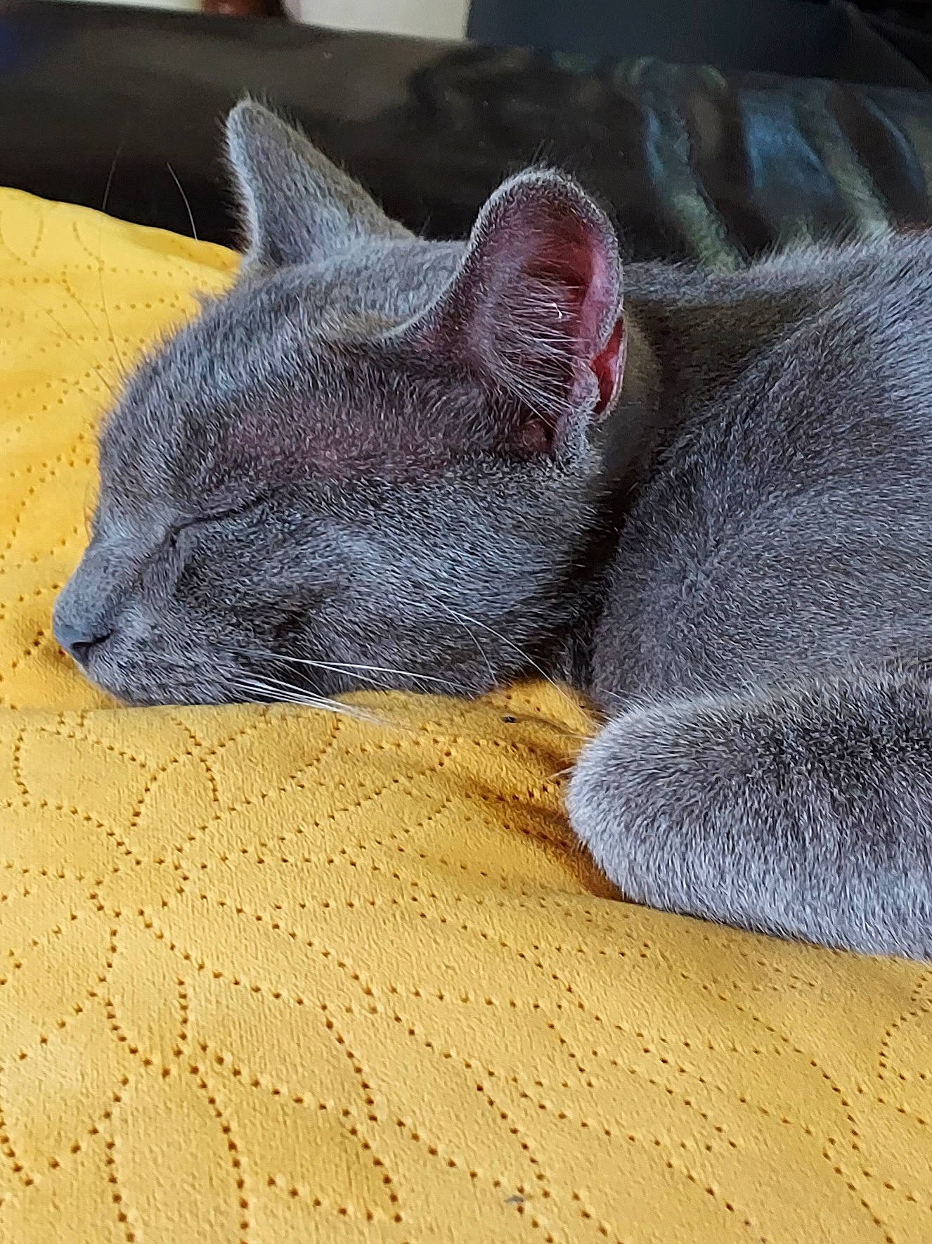 Angie a rejoint le concours — aidez-le/la à gagner de superbes lots ! black_cat, carnivore, cat, close_up, comfort, domestic_short_haired_cat, electric_blue, fawn, felidae, fur, grey, linens, small_to_medium_sized_cats, snout, tail, terrestrial_animal, textile, thread, whiskers, wool