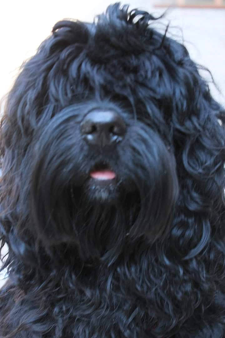 Jeff a rejoint le concours — aidez-le/la à gagner de superbes lots ! canidae, carnivore, companion_dog, dog, dog_breed, fur, natural_material, non_sporting_group, poodle, small_terrier, snout, sporting_group, terrestrial_animal, terrier, water_dog, working_animal