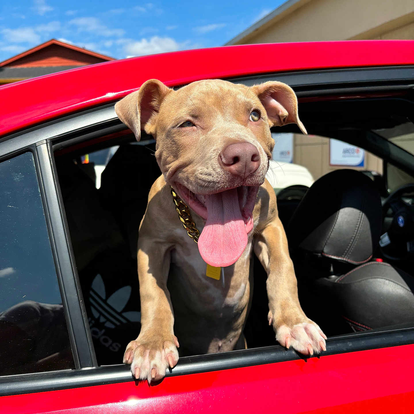 Ruger is registered to the contest to win money with this photo: accessories, alloywheel, animal, bulldog, canine, car, carwheel, dog, glasses, hound, labradorretriever, machine, pet, pitbull, pointer, spoke, tire, transportation, vehicle, wheel
