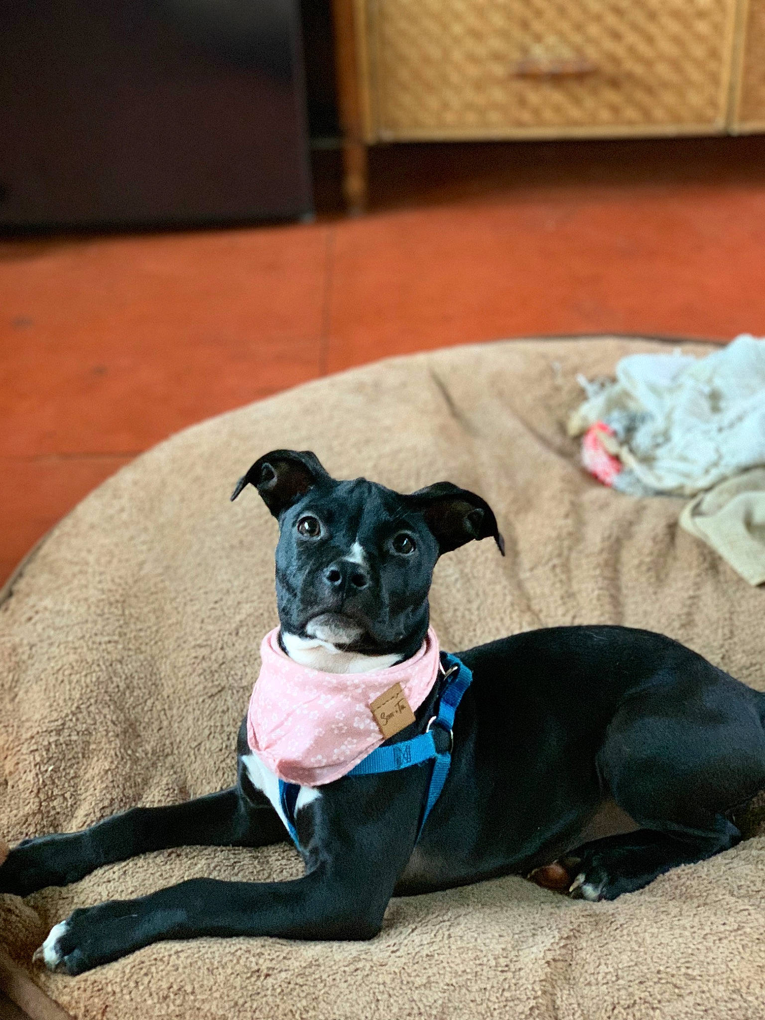 Nani joined the competition — help win amazing prizes! canidae, carnivore, collar, comfort, companion_dog, dog, dog_breed, dog_supply, electric_blue, fawn, flooring, grey, guard_dog, hardwood, pet_supply, snout, sporting_group, toy_dog, whiskers, working_animal