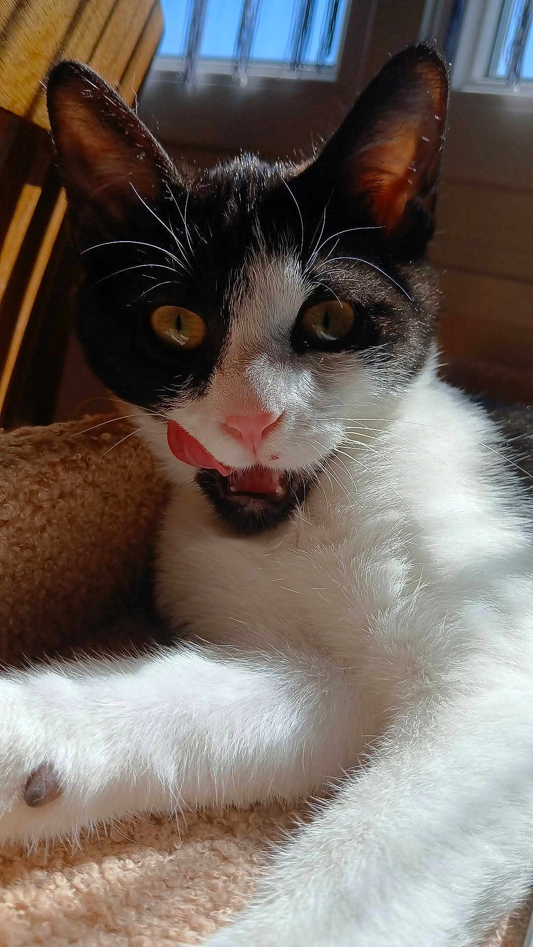 Doudou a rejoint le concours — aidez-le/la à gagner de superbes lots ! cat, black_and_white, tongue_out, close_up, whiskers, fur, window, sunlight, pet, animal, indoor, cozy, resting, cute, feline, playful, sharp_detail, face, ears, pink_nose
