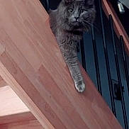 Moise a rejoint le concours — aidez-le/la à gagner de superbes lots ! cat, gray_cat, staircase, wood, paw, pet, indoor, animal, curious, feline, fur, railing, house, domestic_animal, looking, whiskers, claws, vertical_bars, resting, stretching