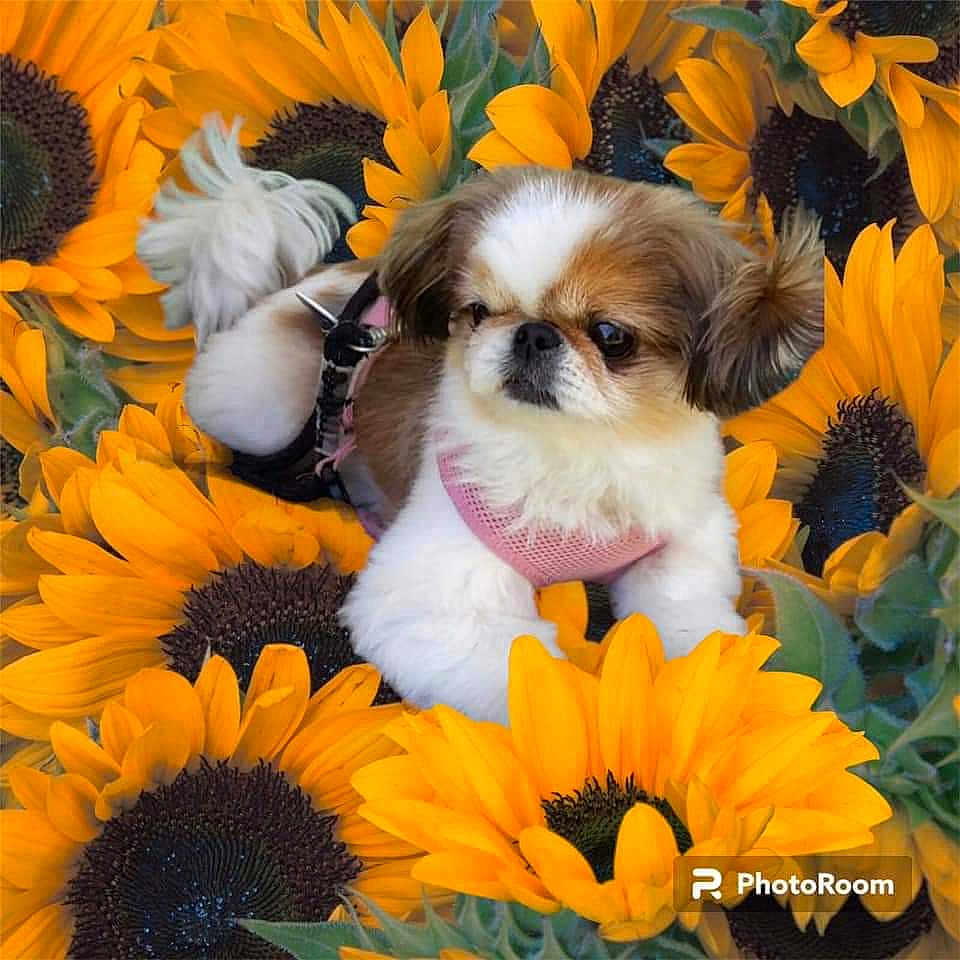 Mya