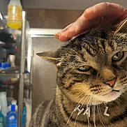 Hal joined the competition — help win amazing prizes! animal, bathroom, cat, closeup, collar, content, cute, domestic, fur, hand, indoor, jewelry, mammal, person_hand, pet, shelf, sink, tabby, toiletries, whiskers