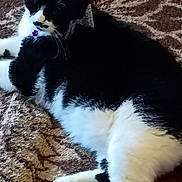 Pearl is registered to the contest to win money with this photo: animal, black_and_white, carpet, cat, collar, cute, domestic_cat, feline, fluffy, fur, indoor, lying_down, mammal, mustache_marking, patterned_carpet, pet, purple_bell, relaxed, resting, whiskers