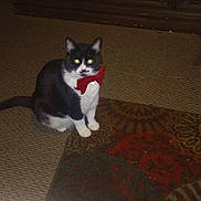 Pearl joined the competition — help win amazing prizes! accessories, animal, blackcat, cabinet, canine, cat, closet, couch, cupboard, dog, drawer, formalwear, furniture, husky, indoors, kitten, manx, pet, strap, tie