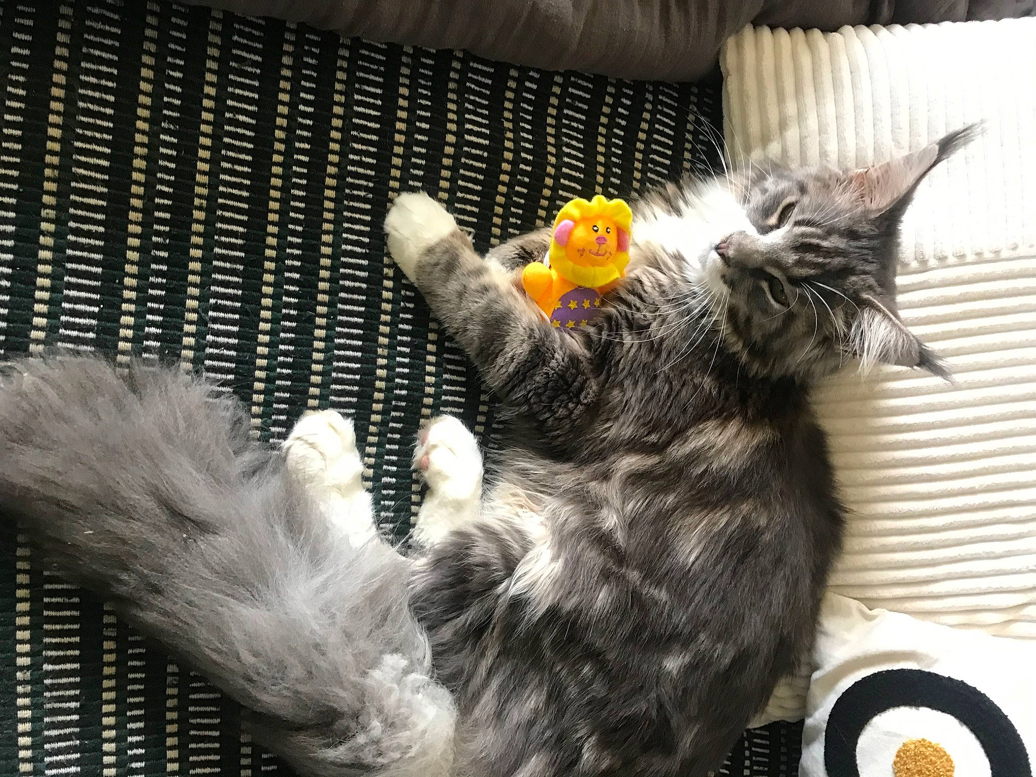 Gatsby participe au concours pour gagner de l'argent avec cette photo : carnivore, cat, claw, comfort, domestic_short_haired_cat, felidae, foot, fur, gesture, nap, paw, small_to_medium_sized_cats, snout, stuffed_toy, tail, toy, whiskers