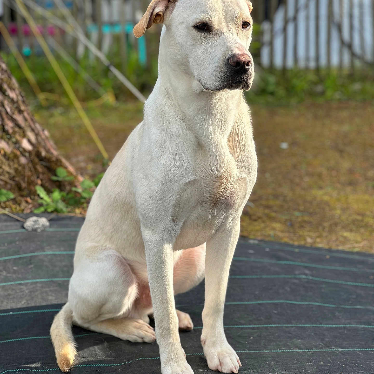 Volt a rejoint le concours — aidez-le/la à gagner de superbes lots ! animal, architecture, boxer, building, bulldog, canine, deck, dog, fence, hound, house, housing, labradorretriever, pet, pitbull, porch, puppy, slate, whitedog, wood