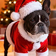 Pryska a rejoint le concours — aidez-le/la à gagner de superbes lots ! animal, background, carpet, celebration, christmas, christmas_tree, costume, cute, decorations, dog, festive, french_bulldog, holiday, indoors, lights, pet, portrait, santa_costume, santa_hat, winter