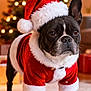 animal, background, carpet, celebration, christmas, christmas_tree, costume, cute, decorations, dog, festive, french_bulldog, holiday, indoors, lights, pet, portrait, santa_costume, santa_hat, winter