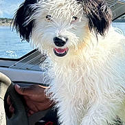 Boomer is registered to the contest to win money with this photo: dog, curly_fur, white_fur, black_fur, boat, steering_wheel, hand, water, sky, clouds, outdoor, pet, happy, smiling, closeup, animal, transportation, adventure, summer, daytime