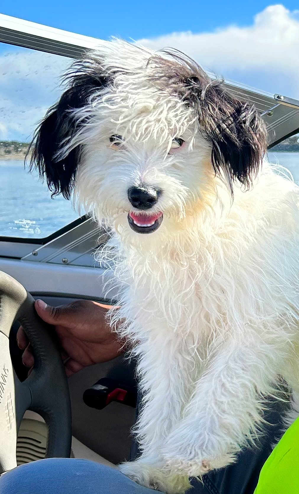 Boomer is registered to the contest to win money with this photo: dog, curly_fur, white_fur, black_fur, boat, steering_wheel, hand, water, sky, clouds, outdoor, pet, happy, smiling, closeup, animal, transportation, adventure, summer, daytime