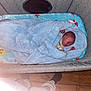 Colton is registered to the contest to win money with this photo: newborn, baby, blanket, bassinet, sleeping, plush_toy, wooden_floor, cozy, infant, sleep, child, soft, wrapped, indoors, quiet, peaceful, person, bedroom, cushion, footwear