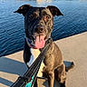 Aries joined the competition — help win amazing prizes! animal, black_dog, calm_water, canine, collar, concrete, daytime, dog, ears_up, happy, leash, outdoor, pet, pier, portrait, sitting, sky, sunny, tongue_out, water