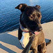 Aries joined the competition — help win amazing prizes! animal, black_dog, canine, collar, concrete, daytime, dog, industrial, leash, outdoor, pet, reflection, river, sidewalk, sitting, sky, sunlight, tongue_out, urban, water