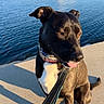animal, black_dog, canine, collar, concrete, daytime, dog, industrial, leash, outdoor, pet, reflection, river, sidewalk, sitting, sky, sunlight, tongue_out, urban, water