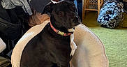 Aries is registered to the contest to win money with this photo: bag, black_dog, brick_wall, carpet, chair, collar, cozy, curtains, decor, dog, furniture, indoor, lamp, living_room, pet, plant, seated, stool, window, wood_paneling
