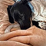 Aries is registered to the contest to win money with this photo: bedspread, black_dog, blanket, chair, comfort, cozy, curtains, decor, dog, fur, furniture, home, indoor, lamp, relaxation, remote_control, resting, sleeping, table, window