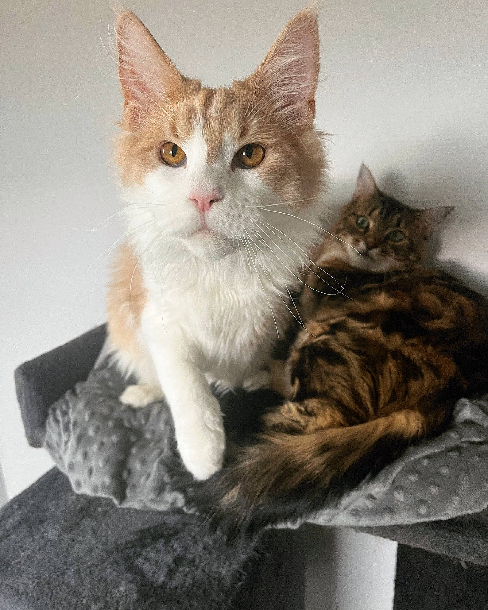 Cooper participe au concours pour gagner de l'argent avec cette photo : carnivore, cat, cat_supply, claw, comfort, domestic_short_haired_cat, fawn, felidae, fur, paw, sitting, small_to_medium_sized_cats, snout, tail, whiskers