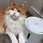 Cooper participe au concours pour gagner de l'argent avec cette photo : animal, cat, closeup, curious, domestic_cat, ears, floor, fluffy, fur, fur_texture, hydration, indoor, orange_and_white, paw, pet, pet_kit, relaxed, water_droplets, water_fountain, whiskers