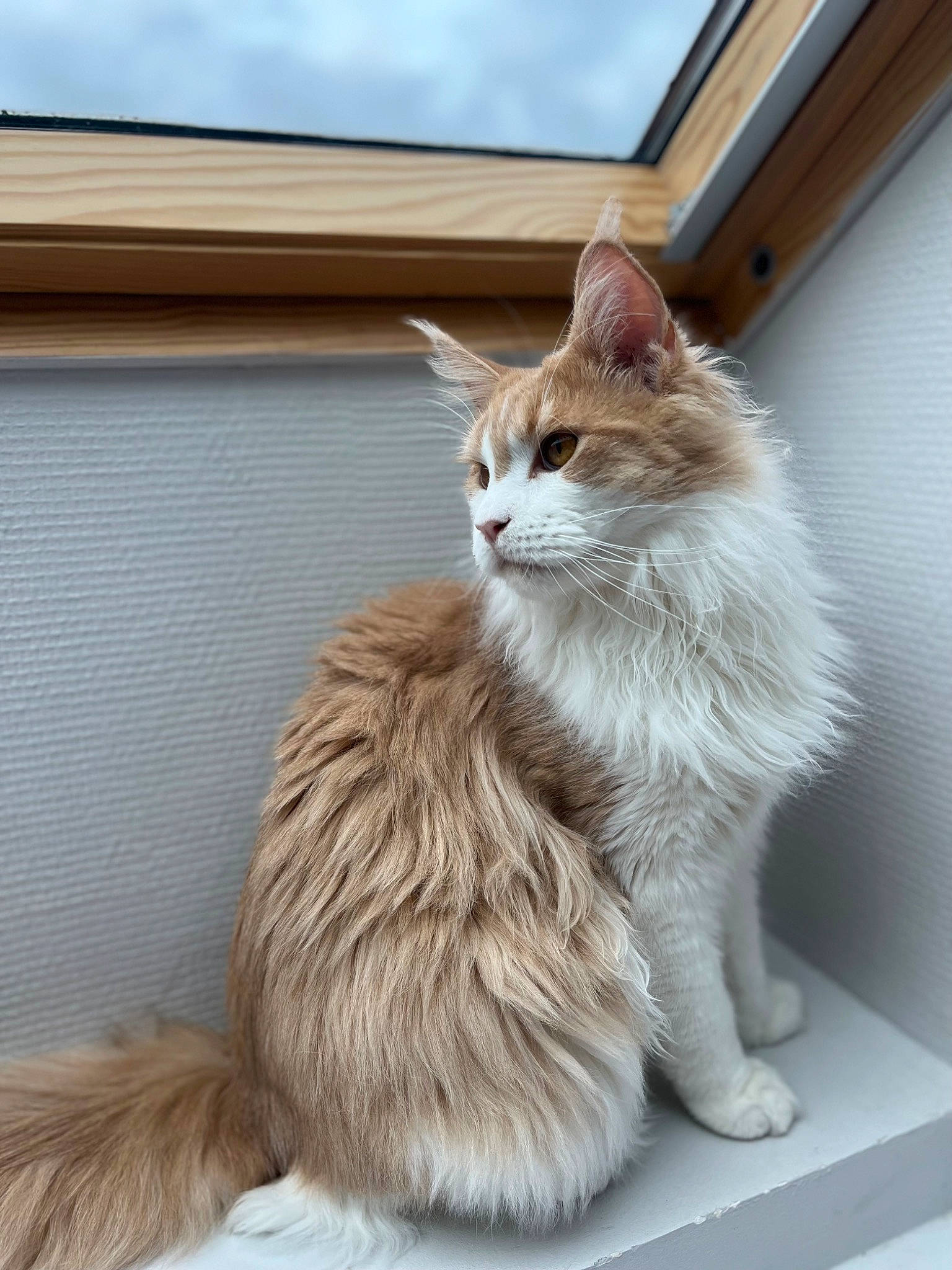 Cooper a rejoint le concours — aidez-le/la à gagner de superbes lots ! carnivore, cat, claw, domestic_short_haired_cat, fawn, felidae, fur, hardwood, paw, sitting, sky, small_to_medium_sized_cats, snout, tail, terrestrial_animal, tree, whiskers, window, wood