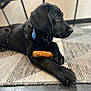 dog, black_dog, indoor, rug, wooden_toy, chew_toy, pet, animal, laying_down, paw, collar, floor, chair, furniture, looking_away, close_up, domestic_animal, canine, resting, side_view