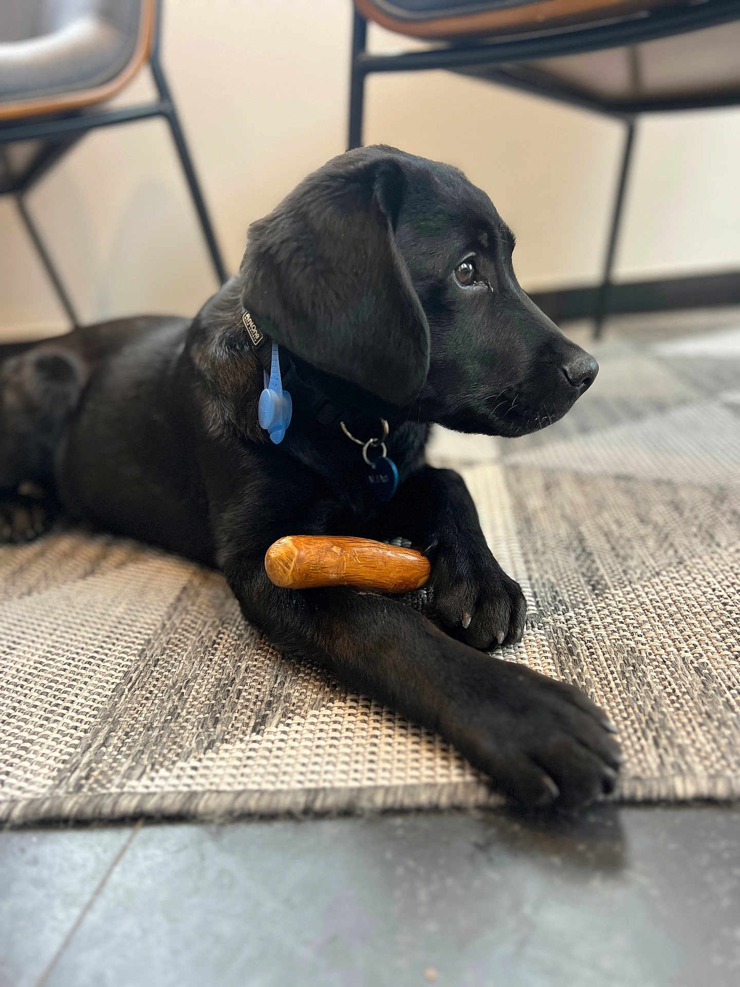 Alias participe au concours pour gagner de l'argent avec cette photo : dog, black_dog, indoor, rug, wooden_toy, chew_toy, pet, animal, laying_down, paw, collar, floor, chair, furniture, looking_away, close_up, domestic_animal, canine, resting, side_view