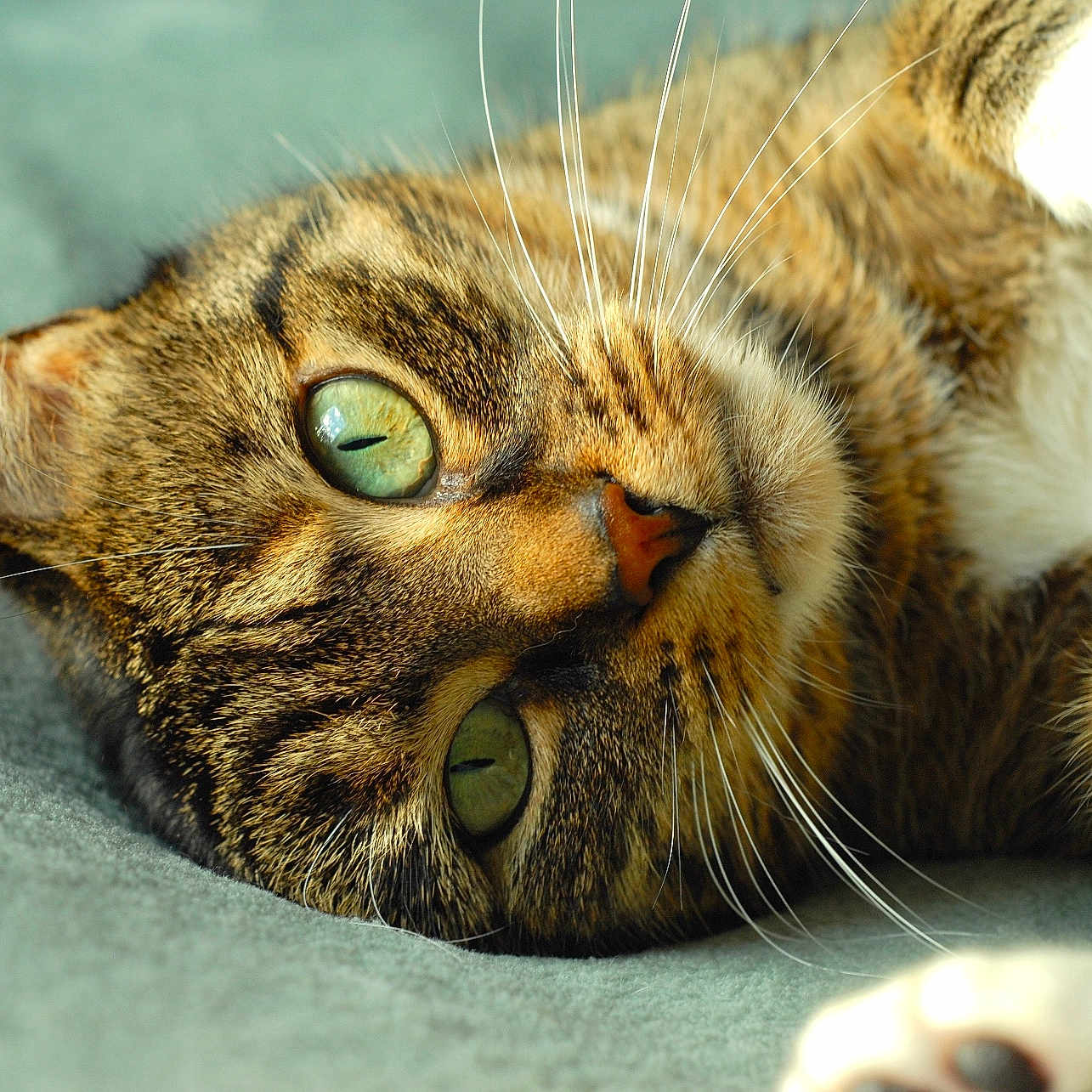 Chipie participe au concours pour gagner de l'argent avec cette photo : abyssinian, animal, cat, kitten, manx, person, pet, sleeping