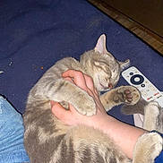 Keys joined the competition — help win amazing prizes! cat, tabby_cat, sleeping, hand, hugging, blue_blanket, remote_control, indoor, cozy, resting, pet, animal, feline, striped, paw, comfort, relaxed, human, casual, jeans