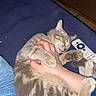 cat, tabby_cat, sleeping, hand, hugging, blue_blanket, remote_control, indoor, cozy, resting, pet, animal, feline, striped, paw, comfort, relaxed, human, casual, jeans