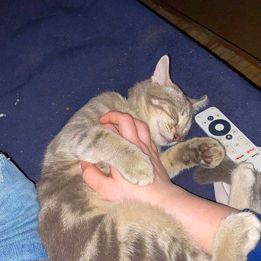 Keys joined the competition — help win amazing prizes! cat, tabby_cat, sleeping, hand, hugging, blue_blanket, remote_control, indoor, cozy, resting, pet, animal, feline, striped, paw, comfort, relaxed, human, casual, jeans