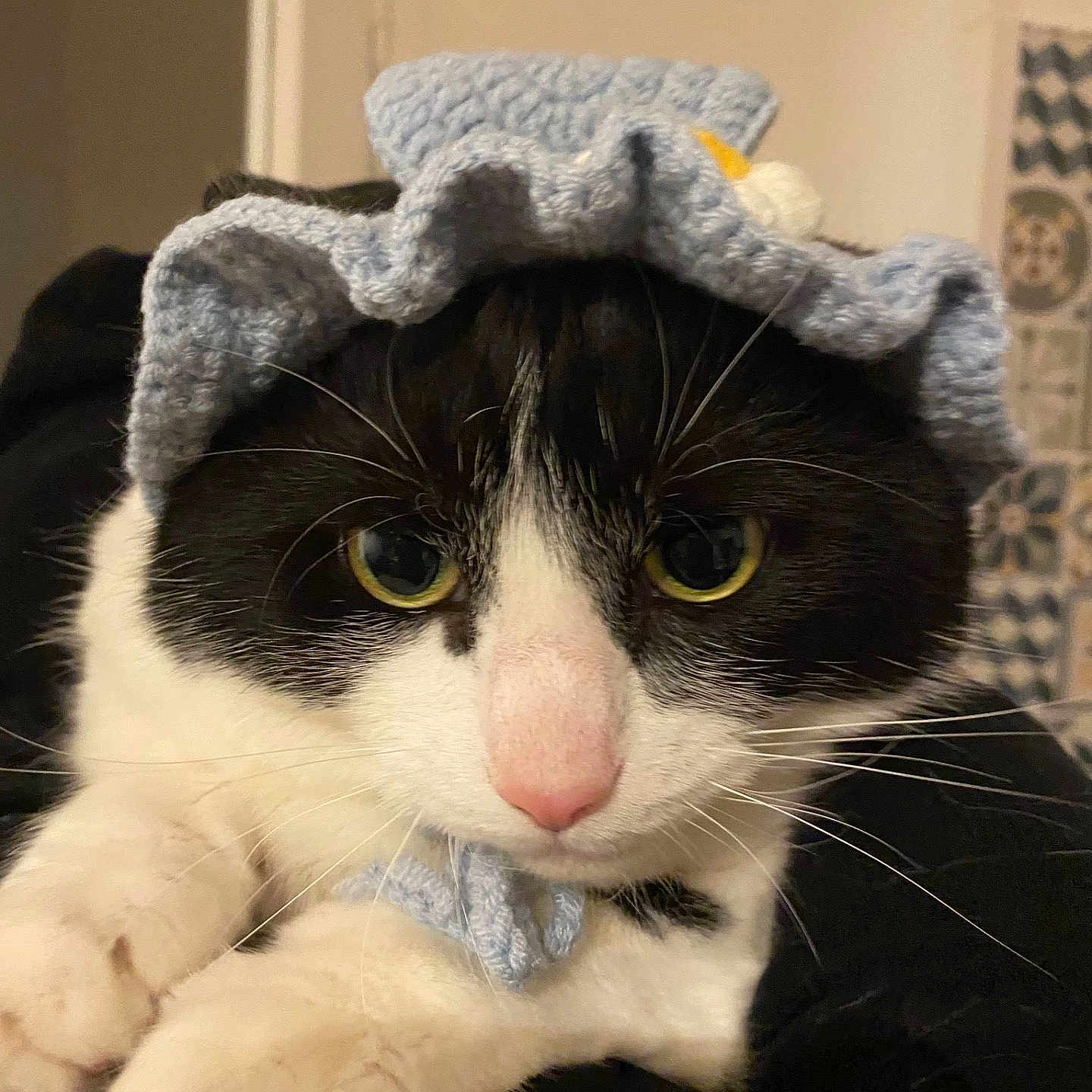 Gribouille a rejoint le concours — aidez-le/la à gagner de superbes lots ! adorable, animal, attention, black_and_white, cat, close_up, cozy, cute, domestic, face, fur, indoor, knitted_hat, mammal, paws, pet, portrait, resting, soft, whiskers