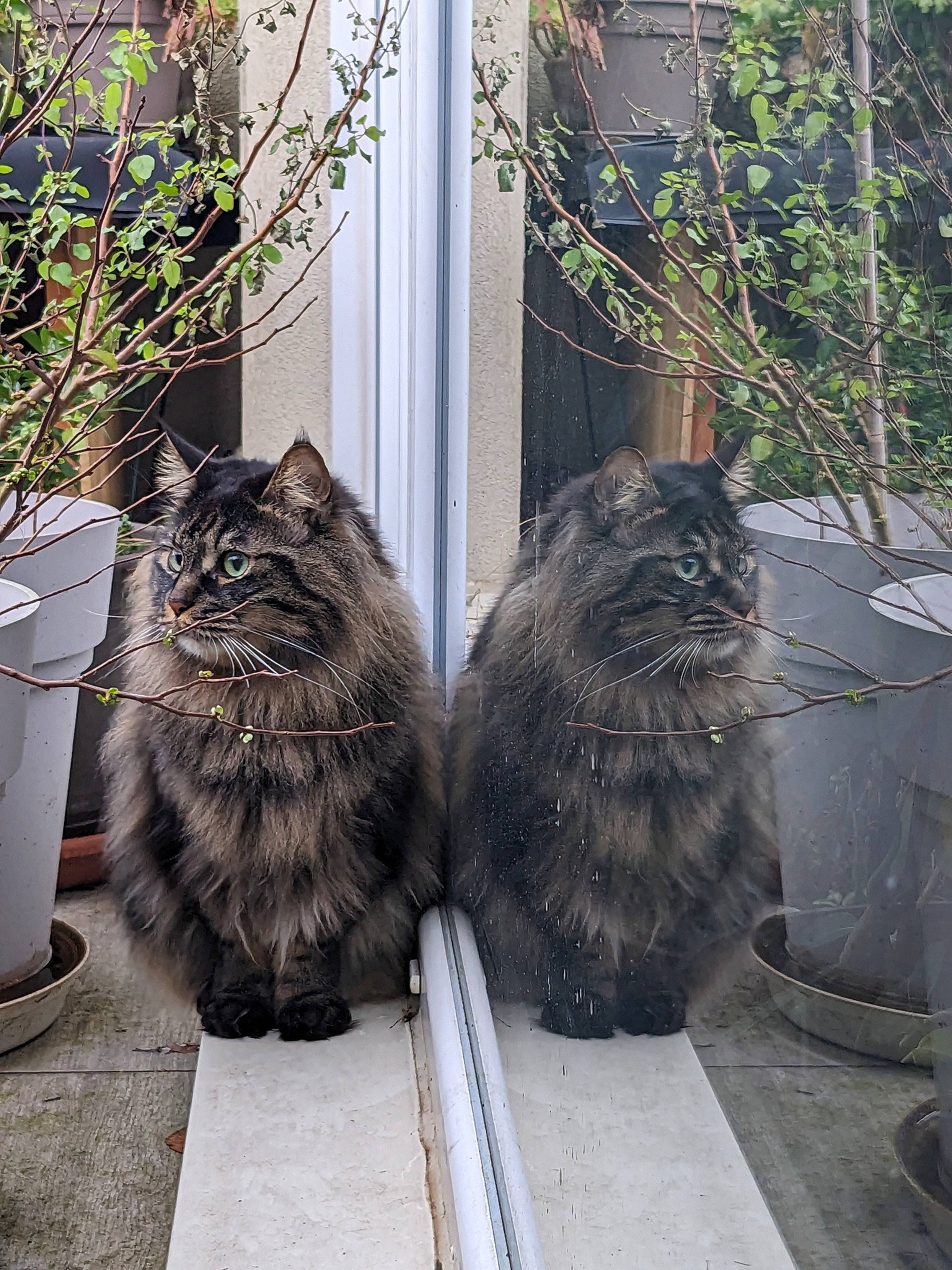 Raikoke participe au concours pour gagner de l'argent avec cette photo : asphalt, automotive_tire, carnivore, cat, domestic_short_haired_cat, felidae, fur, grass, grey, plant, road_surface, sidewalk, sitting, small_to_medium_sized_cats, snout, tail, terrestrial_animal, whiskers, window, wood