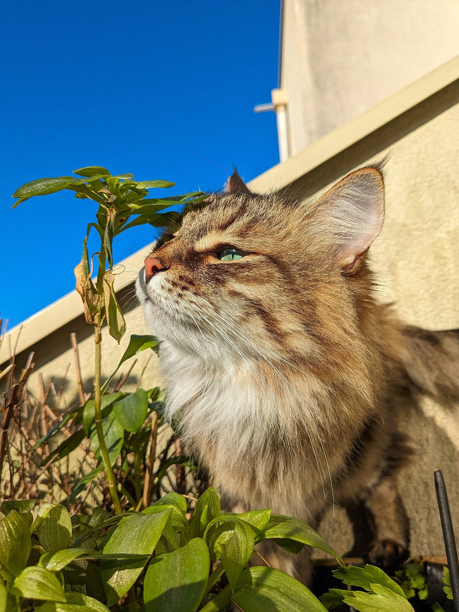 Anakkin a rejoint le concours — aidez-le/la à gagner de superbes lots ! carnivore, cat, domestic_short_haired_cat, fawn, felidae, fur, grass, herb, leaf, plant, plant_stem, sky, small_to_medium_sized_cats, snout, soil, terrestrial_animal, tree, whiskers, wildlife, wood