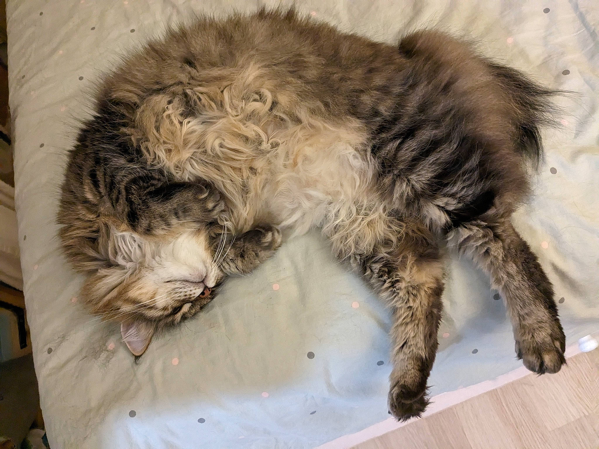 Anakkin participe au concours pour gagner de l'argent avec cette photo : carnivore, cat, claw, comfort, dog_breed, felidae, fur, nap, paw, sleep, small_to_medium_sized_cats, snout, tail, terrestrial_animal, whiskers